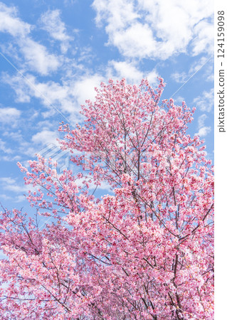 Early-blooming Kanhi cherry blossoms stand out against the blue sky 124159098