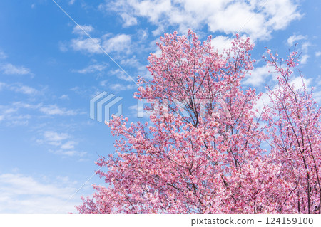 Early-blooming Kanhi cherry blossoms stand out against the blue sky 124159100