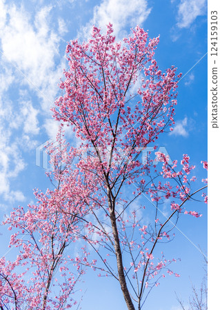 Early-blooming Kanhi cherry blossoms stand out against the blue sky 124159103