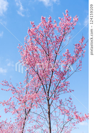 Early-blooming Kanhi cherry blossoms stand out against the blue sky 124159109