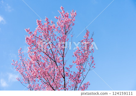 Early-blooming Kanhi cherry blossoms stand out against the blue sky 124159111