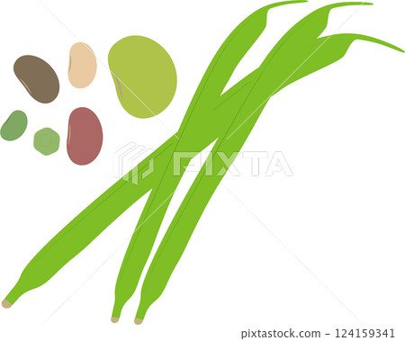 各種豆類的插圖集 124159341