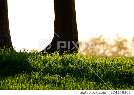 樹影婆娑的涼爽風景 樹影婆娑的涼爽風景 124159361