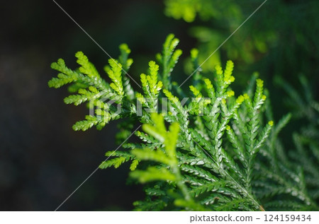 Asunaro (Japanese cypress) in early summer 124159434