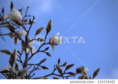 White magnolia flowers White magnolia flowers 124159482