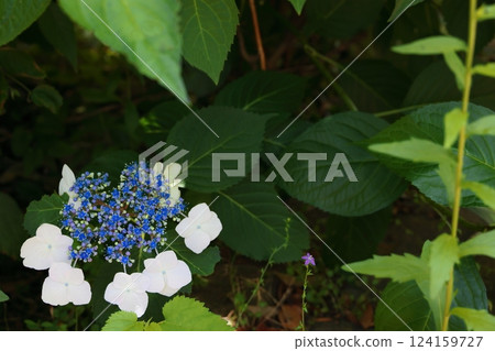 Blue Mountain hydrangea 124159727
