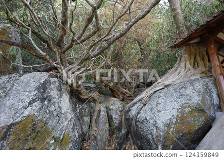 Rangiri Dambulla Cave Temple, rocks covered with banyan trees [Sri Lanka] 124159849