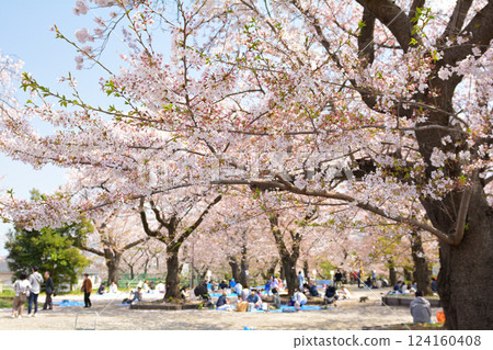 Cherry blossoms from Yokohama Koukani Park 124160408