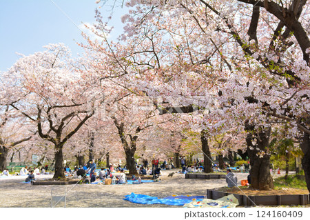 Cherry blossoms from Yokohama Koukani Park 124160409