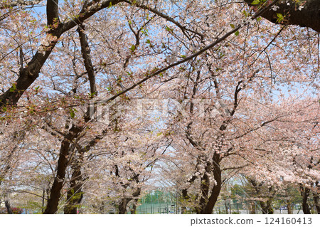 橫濱Koukani公園的櫻花 124160413
