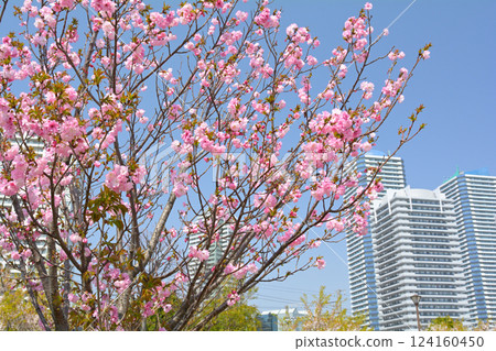Scenery of Yokohama · Kanagawa Ward Scenery of Yokohama · Kanagawa Ward 124160450