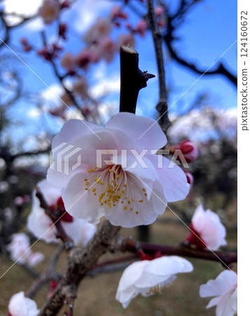 The pale colors of plum blossoms create a sense of elegance. The pale colors of plum blossoms create a sense of elegance. 124160672