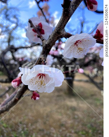 very cute plum blossoms very cute plum blossoms 124160674