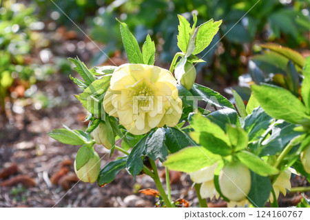 聖誕玫瑰嚏根草 聖誕玫瑰嚏根草 124160767