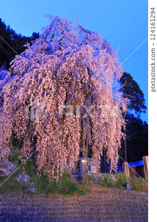 Night cherry blossoms at Baiganji Temple in Ome City 124161294
