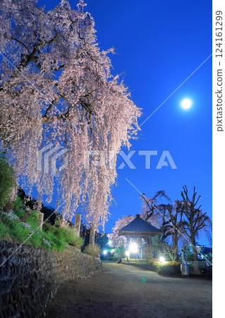 青梅市白乾寺夜櫻 124161299