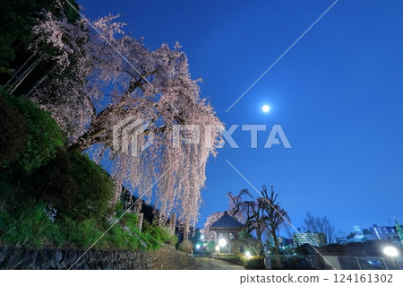 青梅市白乾寺夜櫻 青梅市白乾寺夜櫻 124161302