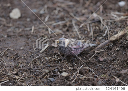 A male Common Finch searching for food on the ground A male Common Finch searching for food on the ground 124161406