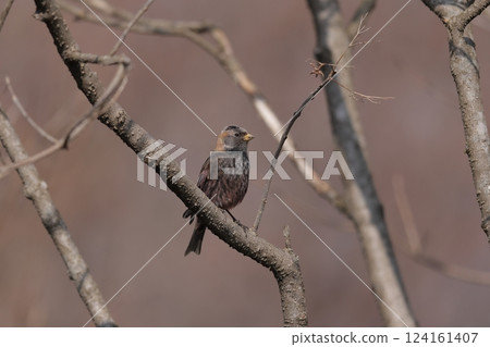 A male Common Finch perched on a tree 124161407