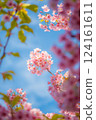 Sakura that shines in the blue sky 124161611