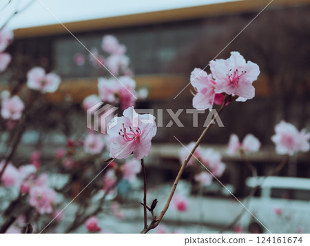 Nostalgic photography of Karamurasaki azalea Nostalgic photography of Karamurasaki azalea 124161674
