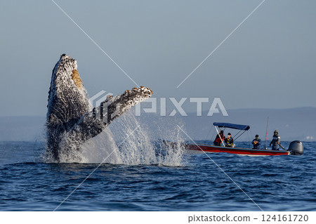 humpback whale breaching in front of whale watching boat in Todos Santos, Pacific Ocean, Baja California Sur Mexico 124161720