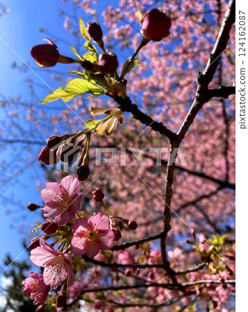 Kawazu cherry blossoms performing together with their buds 124162087