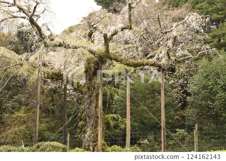 Chokozan Shotaiji Temple Weeping Cherry Blossoms 124162143