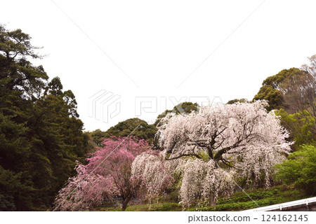 長光山正太寺垂櫻 124162145