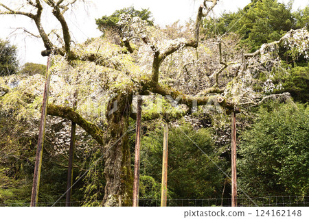 長古山松泰寺垂枝櫻花 124162148