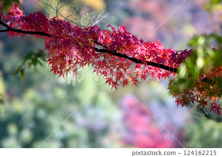 Autumn-colored branches 124162215