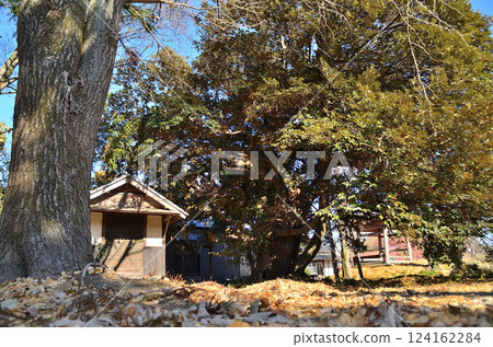 埼玉縣羽生市上岩早瀨的慈聖院醫王寺的椎木 124162284