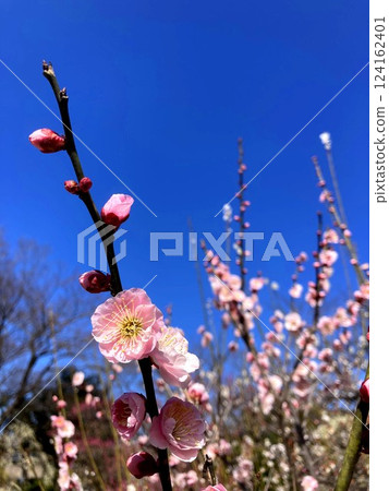 梅花在陽光明媚的日子裡閃閃發光 梅花在陽光明媚的日子裡閃閃發光 124162401
