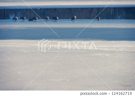 Ducks resting on the frozen surface of the lake [Komagaike] 124162719