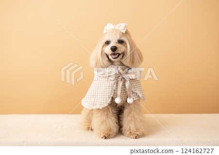 馬耳他犬 Panna 坐在米色包裡 馬耳他犬 Panna 坐在米色包裡 124162727