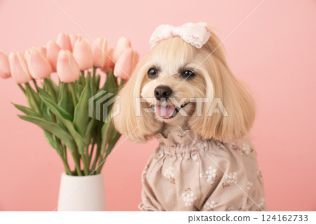 微笑的馬耳他犬 Panna 拿著粉紅色書包和鬱金香 微笑的馬耳他犬 Panna 拿著粉紅色書包和鬱金香 124162733