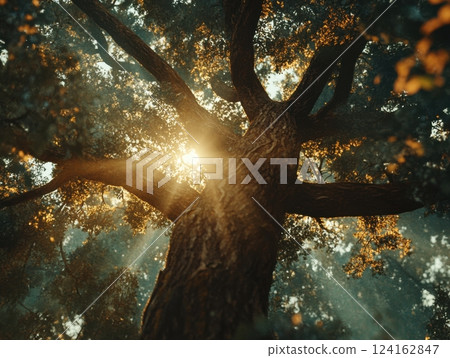 A low-angle shot of a tree with sunlight streaming through its branches, showcasing the height and beauty of nature from a new perspective 124162847