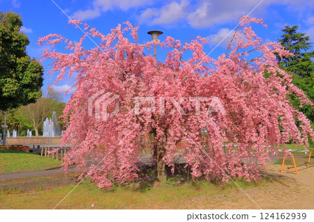 Weeping cherry blossoms blooming in Toyo Park (Nagahama City, Shiga Prefecture) 124162939