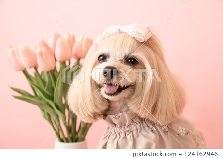 A bust of Panna the smiling Maltipoo with a pink bag and tulips 124162946