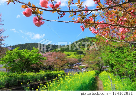 琵琶湖疏水(京都市山科區)新綠色遮蔽的櫻花 琵琶湖疏水(京都市山科區)新綠色遮蔽的櫻花 124162951