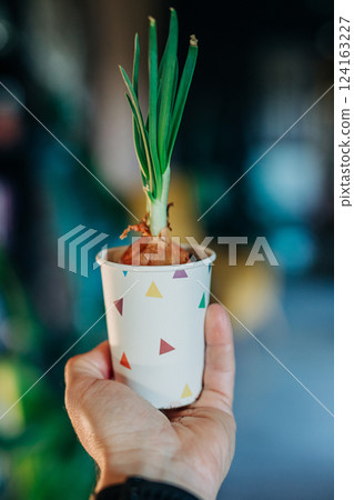 man hand holds a paper cup with home-grown white onions man hand holds a paper cup with home-grown white onions 124163227