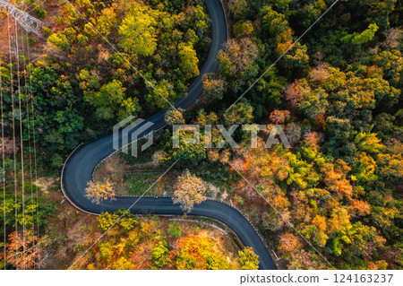 Aerial view of a road through a green and yellow deciduous forest in summer in Asia. 124163237
