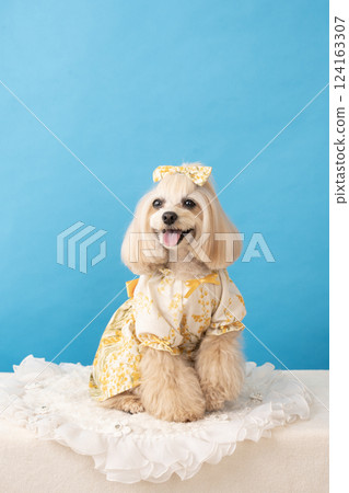 藍背與微笑的馬耳他犬 Panna 124163307