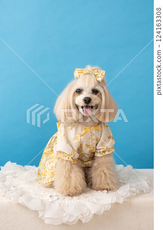 藍背與微笑的馬耳他犬 Panna 124163308