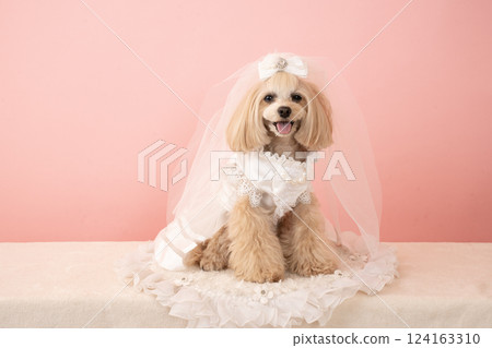 Panna the Maltipoo smiling in a pink bag and wedding dress 124163310