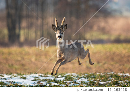 A roe deer runs quickly across the field A roe deer runs quickly across the field 124163438