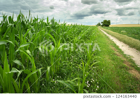 Green leaves of growing corn in a field next to a dirt road and cloudy sky on a summer day in Staw, eastern Poland 124163440