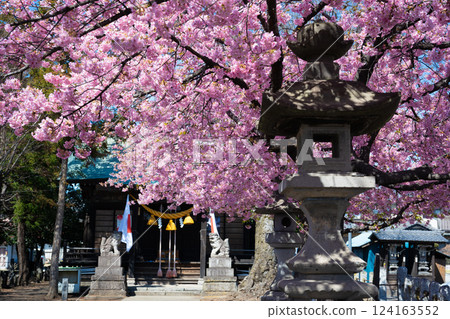 神社與河津櫻花（前橋江田鏡神社） 124163552