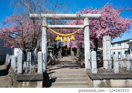 Shrine and Kawazu cherry blossoms (Eda Kagami Shrine, Maebashi) 124163553