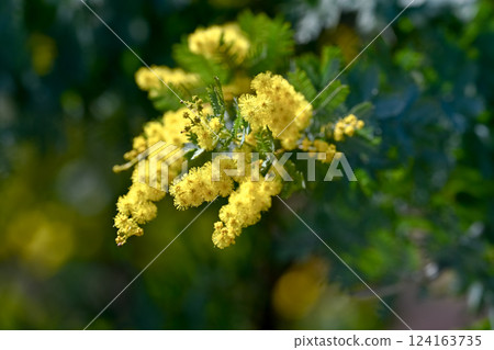 含羞草花預示著春天的到來 124163735